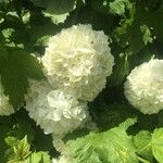 Viburnum macrocephalum Flower