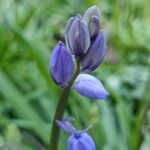 Hyacinthoides non-scripta Flower