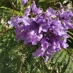 Jacaranda mimosifolia Цвят