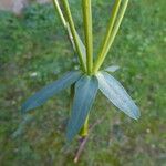 Euphorbia segetalis Bark