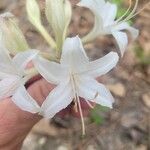 Rhododendron viscosum പുഷ്പം