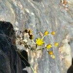 Heterotheca grandiflora Květ