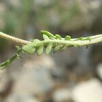 Cardamine resedifolia Lapas