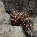 Sedum monregalense Celota