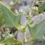 Atriplex glabriuscula Outro