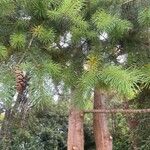 Pseudotsuga menziesii പുറംതൊലി