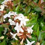 Abelia × grandifloraFiore