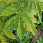 Agrimonia procera Leaf