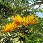 Grevillea robusta Blomst