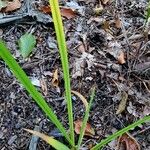 Acorus calamus Blad