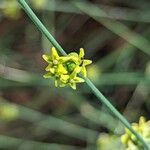 Leptadenia pyrotechnica Цветок