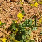 Mutarda nigra 花