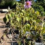 Dahlia imperialis Hoja
