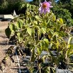 Dahlia imperialis Levél