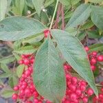 Nandina domestica Fuelha