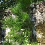 Pinus radiata Агульны выгляд