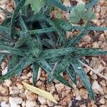 Gasteria obliqua Leaf