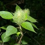 Acalypha arvensis Feuille