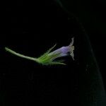 Lobelia zeylanica ശീലം