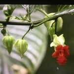 Drymonia rubra Flor