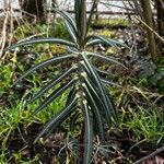 Euphorbia lathyris Blad