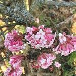 Viburnum × bodnantense Blomma