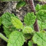 Verbascum blattaria Lehti