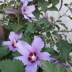 Hibiscus syriacus Çiçek