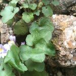 Cymbalaria muralis عادت داشتن