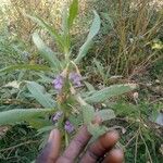 Hygrophila auriculata Folha