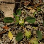 Tripodion tetraphyllum Virág