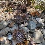 Graptopetalum rusbyi Fulla