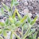 Cerastium dichotomum Fruit