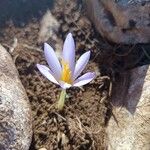 Crocus autumnalis Кветка