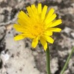 Hypochaeris radicata Blüte