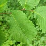 Ulmus laevis পাতা