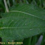 Cirsium heterophyllum Leaf