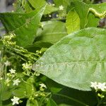 Cyclanthera lalajuela Celota