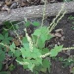 Mitella diphylla Folha