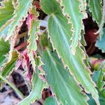 Begonia boliviensis പുഷ്പം
