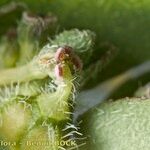 Euphorbia prostrata Other