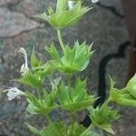 Salvia spinosa Feuille