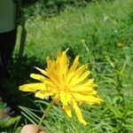 Scorzonera hispanica Flower