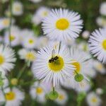 Erigeron speciosus Çiçek