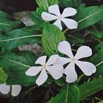 Catharanthus roseus Kvet