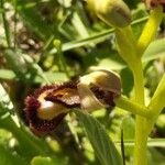 Ophrys speculum Bark