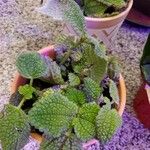 Pilea mollis Frunză