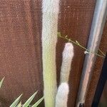 Cleistocactus strausii Floare