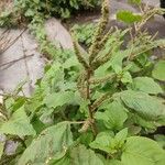 Amaranthus viridis Blatt