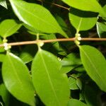 Myrciaria floribunda List